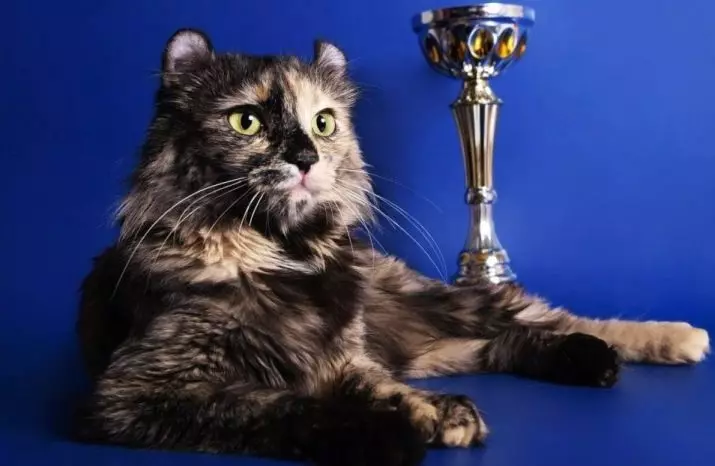 American Kerl (39 pildid): Kirjeldus kassi tõu American Kerl. Lühikarvaline ja pikakarvaline kassipojad. Kassid must, punane ja muud värvi 22522_15