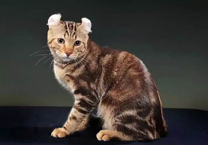 American Kerl (39 fotos): Descripción Gatos de la raza American Kerl. Gatitos de pelo corto y de pelo largo. Gatos de color negro, rojo y otro. 22522_16