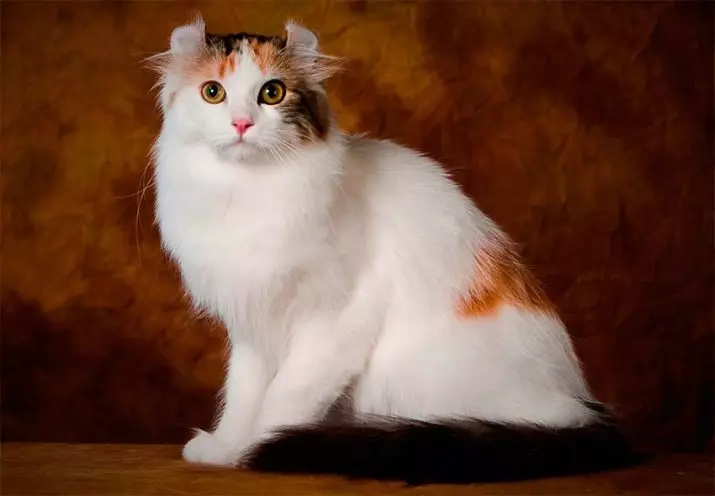American Kerl (39 fotografija): Opis Mačke pasmine American Kerl. Kratkih kose i dugokoseni mačići. Mačke crne, crvene i druge boje 22522_2