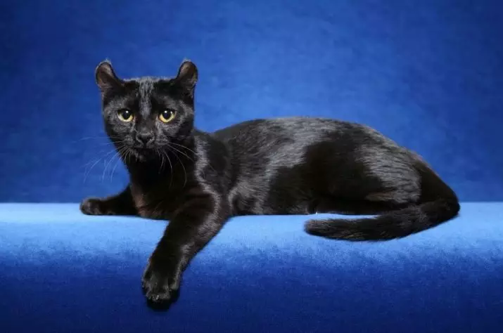American Kerl (39 bilder): Beskrivelse Katter av rasen American Kerl. Korthårede og langhårede kattunger. Katter med svart, rød og annen farge 22522_20