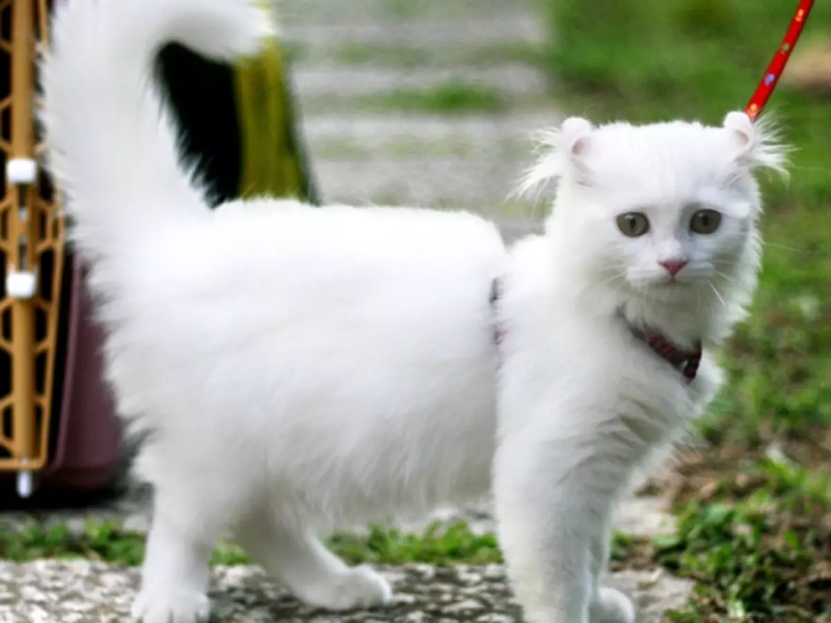 American KERL (39 foto): Deskripsi Kucing Breed American KERL. Anak kucing berambut pendek dan berambut panjang. Kucing hitam, merah dan warna lainnya 22522_23