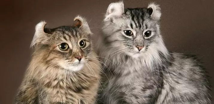 American Kerl (39 bilder): Beskrivelse Katter av rasen American Kerl. Korthårede og langhårede kattunger. Katter med svart, rød og annen farge 22522_3
