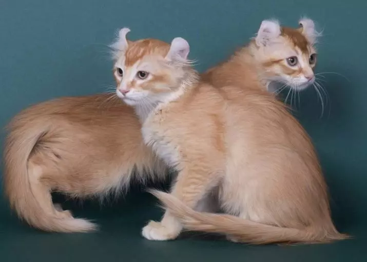 American Kerl (39 φωτογραφίες): Περιγραφή Οι γάτες της φυλής American Kerl. Μικρά μαλλιά και μακρυμάλλης γατάκια. Γάτες μαύρου, κόκκινου και άλλου χρώματος 22522_34