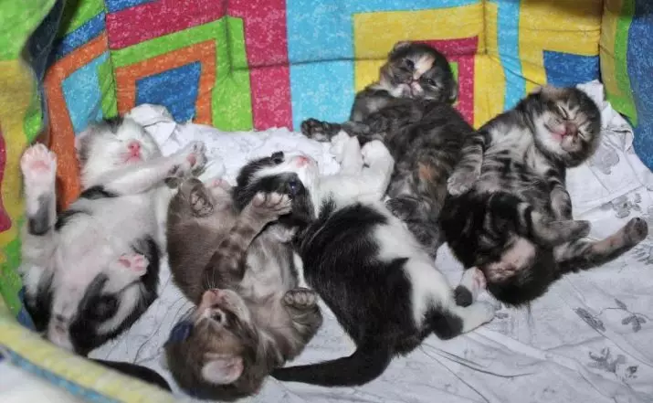 American KERL (39 foto's): Beschrijving Katten van het Ras American Kerl. Kortharige en langharige kittens. Katten van zwarte, rode en andere kleur 22522_38