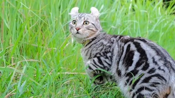 American Kerl (39 bilder): Beskrivelse Katter av rasen American Kerl. Korthårede og langhårede kattunger. Katter med svart, rød og annen farge 22522_39