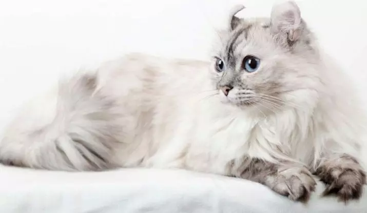 American Kerl (39 bilder): Beskrivelse Katter av rasen American Kerl. Korthårede og langhårede kattunger. Katter med svart, rød og annen farge 22522_5