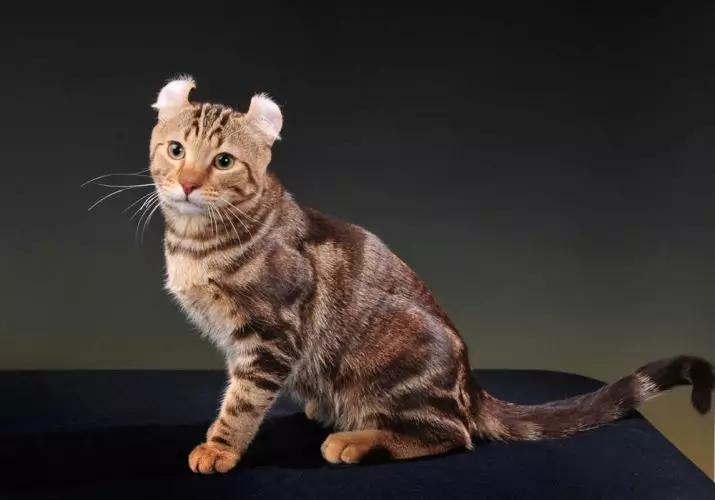 American Kerl (39 fotografija): Opis Mačke pasmine American Kerl. Kratkih kose i dugokoseni mačići. Mačke crne, crvene i druge boje 22522_6