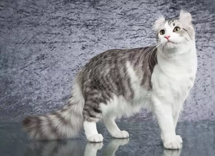 Kerl Mỹ (39 ảnh): MÔ TẢ Mèo của giống Kerl Mỹ. Mèo con tóc ngắn và tóc dài. Mèo màu đen, đỏ và màu khác 22522_8