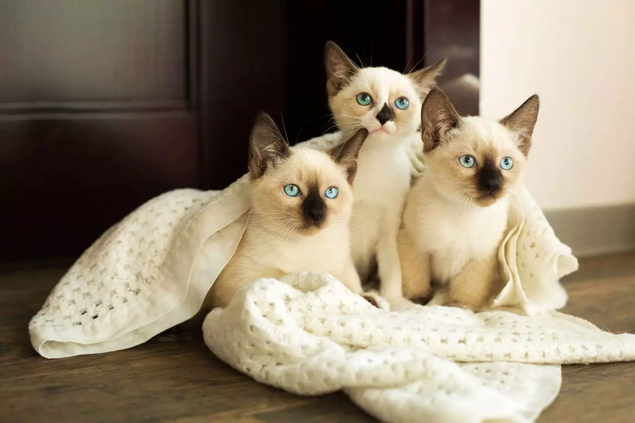 Snow-Shu (56 wêne): Danasîna pisîk, pisîk û kittens nijada berfê. Taybetmendiyên cewherê pisîkên berfê. Ew çiqas dijîn? Vebijarkên rengîn 22523_26