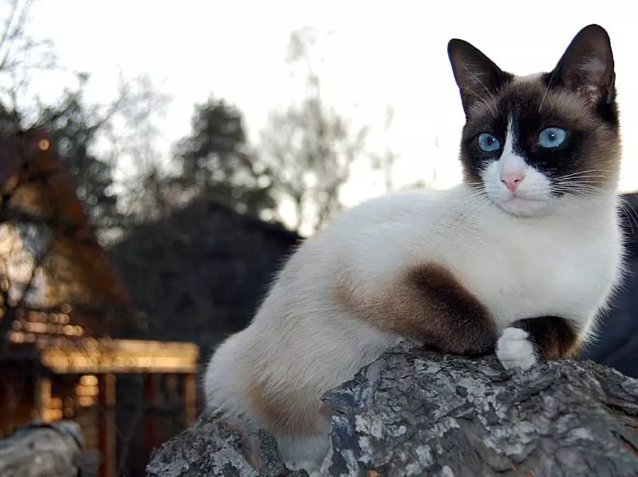 Snow-Shu (56 ảnh): Mô tả về mèo, mèo và mèo con giống Snow-shu. Đặc điểm của bản chất của mèo tuyết. Họ sống bao nhiêu? Tùy chọn Màu sắc 22523_35