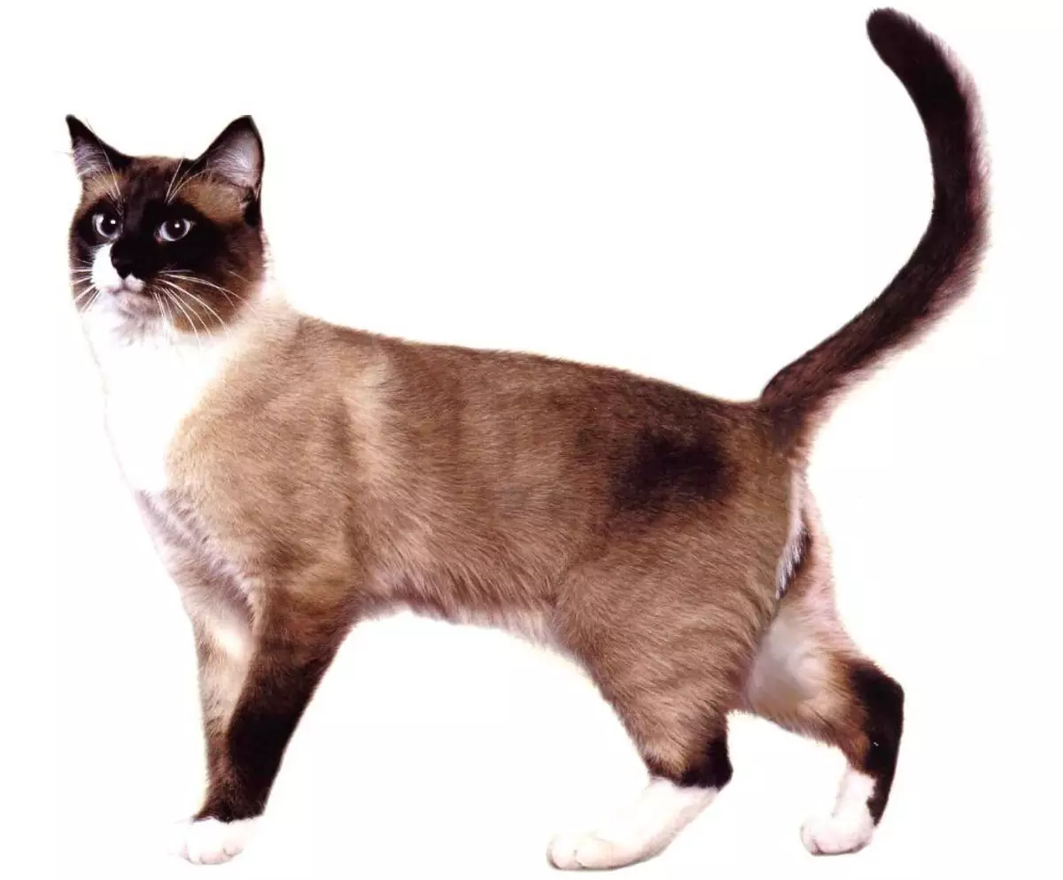 Snow-shu (56 gambar): Penerangan mengenai kucing, kucing dan kucing Snow-Shu baka. Ciri-ciri sifat kucing salji. Berapa banyak yang mereka tinggal? Warna pilihan. 22523_4