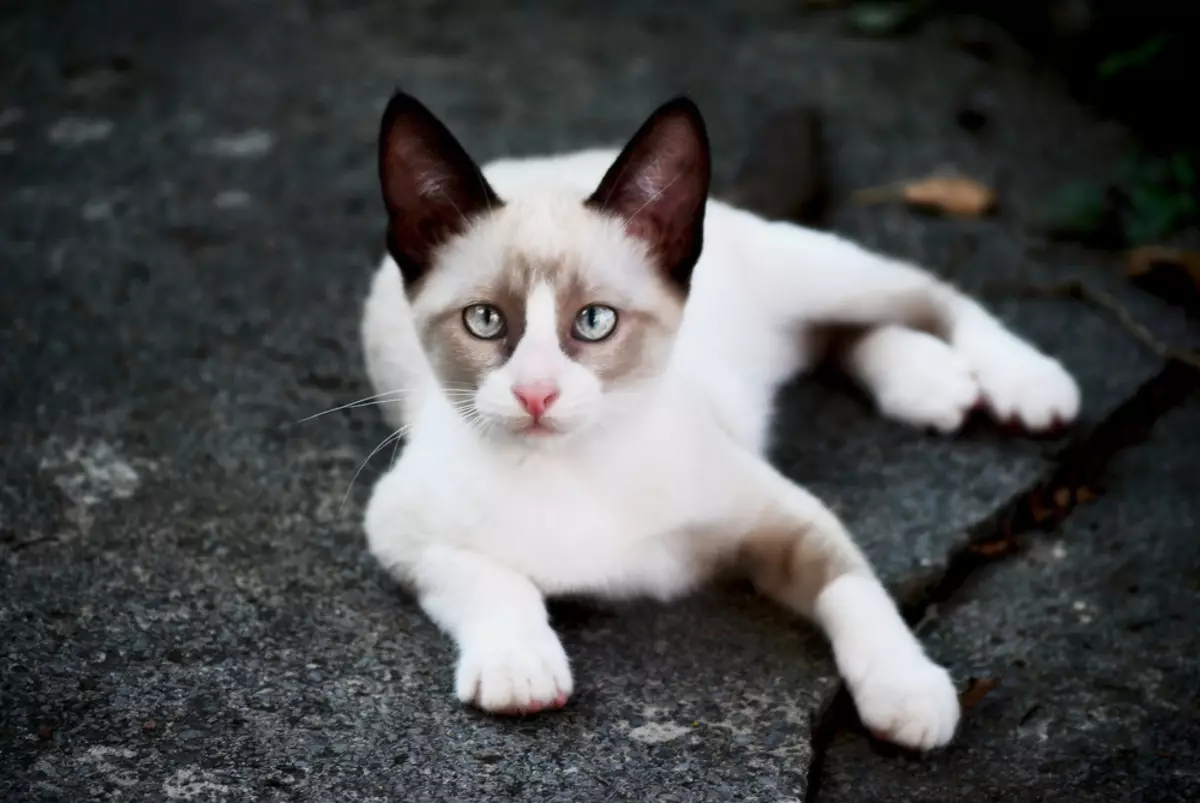 Рассмотрите фотографию кошки породы сноу шу. Сноу Шу. Коты Сноу Шу. Сиамский Сноу-Шу. Сноу Шу белая туфелька.