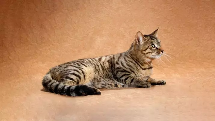 Mèo Trung Quốc (31 ảnh): Nó trông như thế nào? Những giống nào tồn tại? Các tính năng của giống Li Hua và những người khác. Sắc thái của nội dung của họ 22524_5