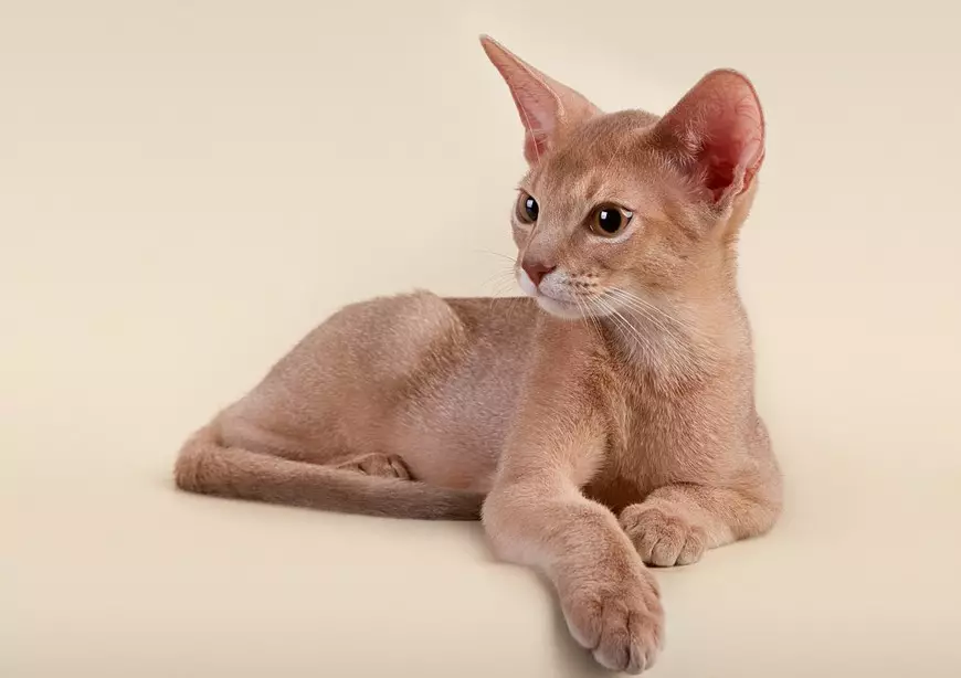 유럽 ​​고양이 (55 사진) : 이런 품종의 고양이는 쇼트 헤어 또는 셀틱이라고 불렀습니까? 부드러운 머리 동물과 공통 색의 성격에 대한 설명 22528_13