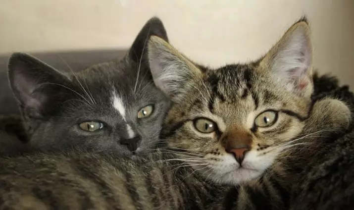 Európai macskák (55 fotó): Miért van ez a fajta macskák rövidszőrűnek vagy keltanak? A sima hajú állatok és a közös színek karakterének leírása 22528_14