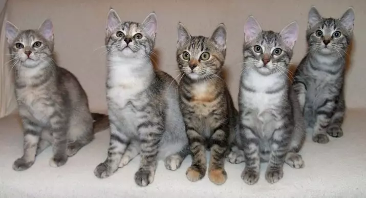 Európai macskák (55 fotó): Miért van ez a fajta macskák rövidszőrűnek vagy keltanak? A sima hajú állatok és a közös színek karakterének leírása 22528_15