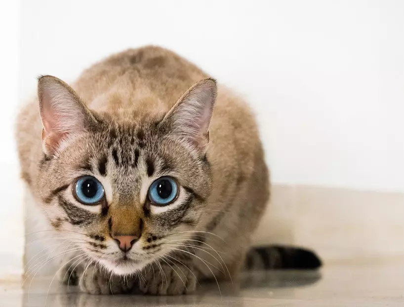유럽 ​​고양이 (55 사진) : 이런 품종의 고양이는 쇼트 헤어 또는 셀틱이라고 불렀습니까? 부드러운 머리 동물과 공통 색의 성격에 대한 설명 22528_16