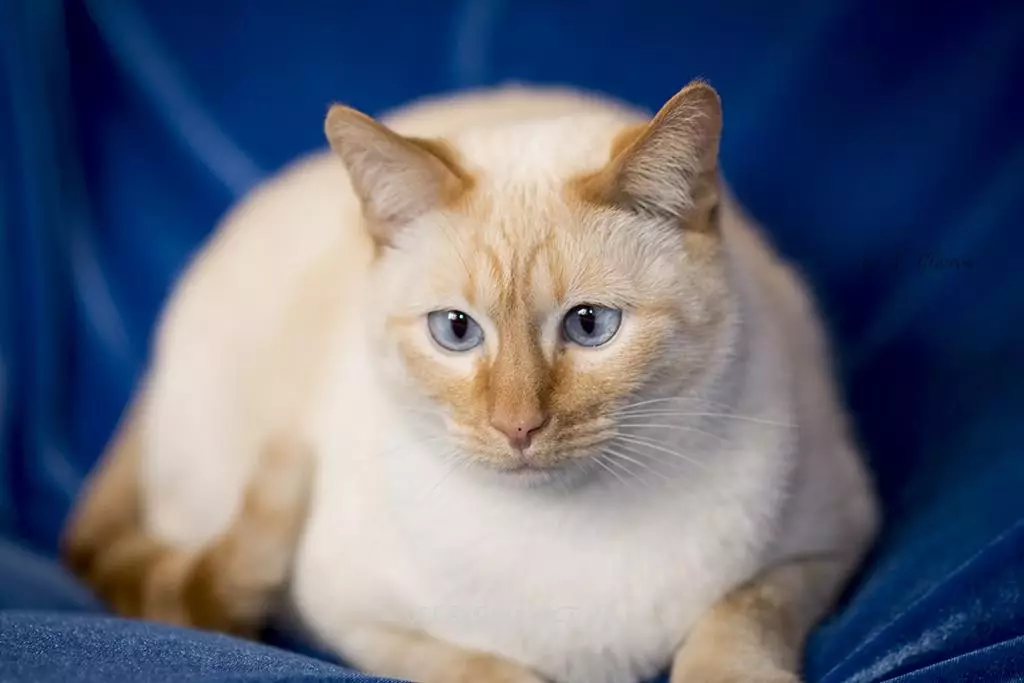 Európai macskák (55 fotó): Miért van ez a fajta macskák rövidszőrűnek vagy keltanak? A sima hajú állatok és a közös színek karakterének leírása 22528_20