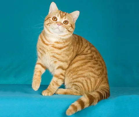 유럽 ​​고양이 (55 사진) : 이런 품종의 고양이는 쇼트 헤어 또는 셀틱이라고 불렀습니까? 부드러운 머리 동물과 공통 색의 성격에 대한 설명 22528_25