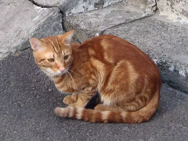ヨーロッパの猫（55枚の写真）：この種の猫の猫がショートヘアやケルトリックと呼ばれるのですか？滑らかな髪の動物と一般的な色の文字の説明 22528_26