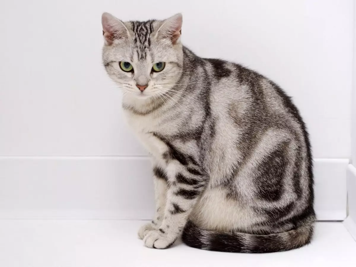 ヨーロッパの猫（55枚の写真）：この種の猫の猫がショートヘアやケルトリックと呼ばれるのですか？滑らかな髪の動物と一般的な色の文字の説明 22528_27