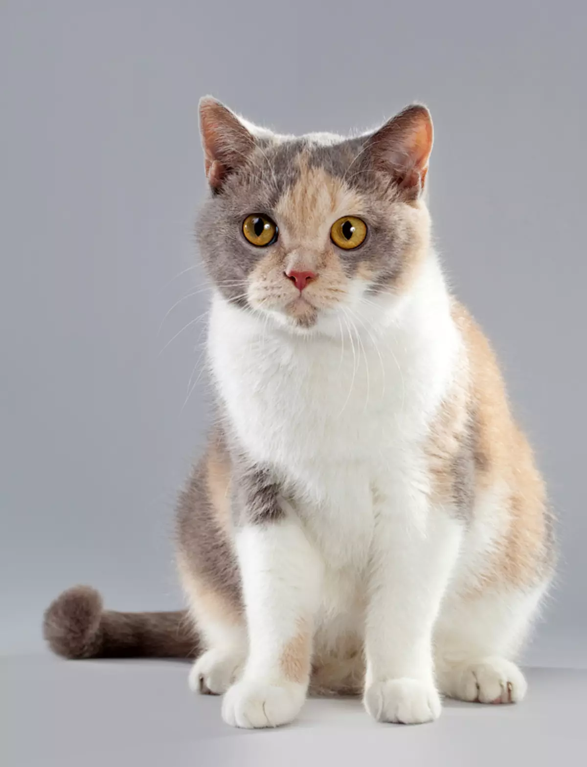 ヨーロッパの猫（55枚の写真）：この種の猫の猫がショートヘアやケルトリックと呼ばれるのですか？滑らかな髪の動物と一般的な色の文字の説明 22528_32