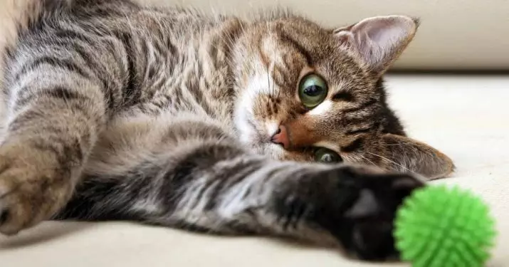 유럽 ​​고양이 (55 사진) : 이런 품종의 고양이는 쇼트 헤어 또는 셀틱이라고 불렀습니까? 부드러운 머리 동물과 공통 색의 성격에 대한 설명 22528_36