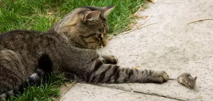 유럽 ​​고양이 (55 사진) : 이런 품종의 고양이는 쇼트 헤어 또는 셀틱이라고 불렀습니까? 부드러운 머리 동물과 공통 색의 성격에 대한 설명 22528_38