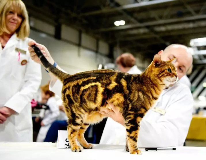 유럽 ​​고양이 (55 사진) : 이런 품종의 고양이는 쇼트 헤어 또는 셀틱이라고 불렀습니까? 부드러운 머리 동물과 공통 색의 성격에 대한 설명 22528_39