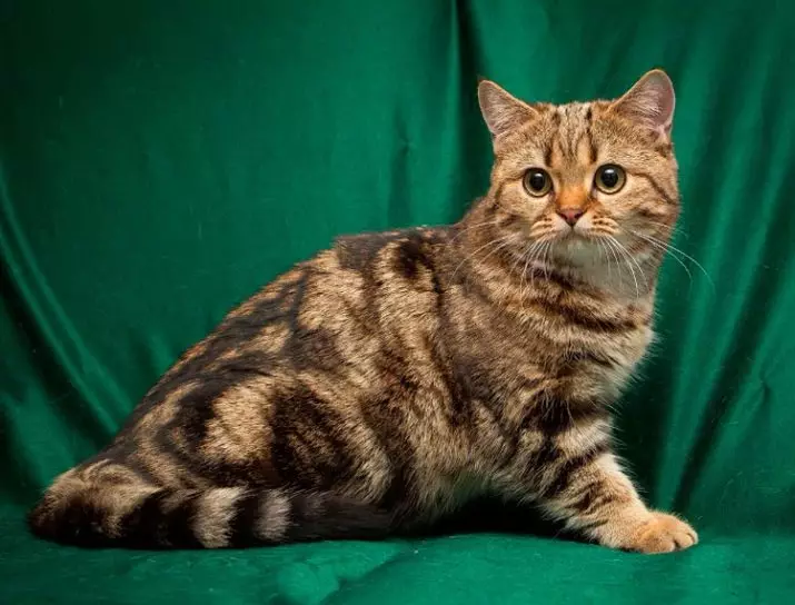 유럽 ​​고양이 (55 사진) : 이런 품종의 고양이는 쇼트 헤어 또는 셀틱이라고 불렀습니까? 부드러운 머리 동물과 공통 색의 성격에 대한 설명 22528_4