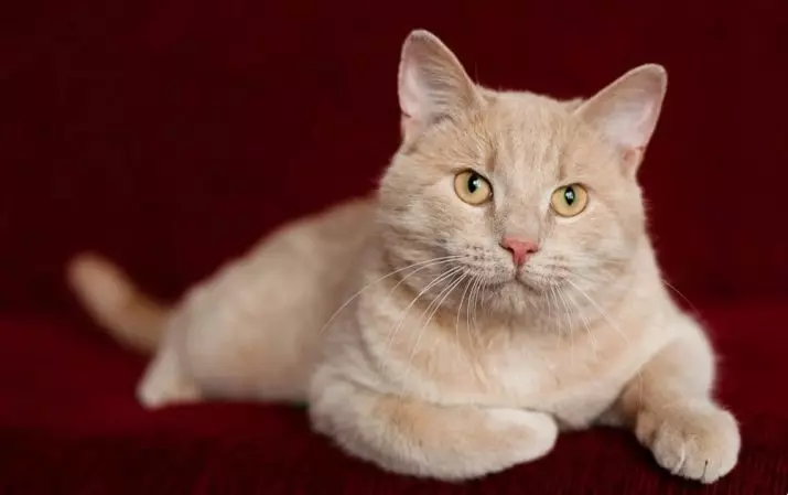 유럽 ​​고양이 (55 사진) : 이런 품종의 고양이는 쇼트 헤어 또는 셀틱이라고 불렀습니까? 부드러운 머리 동물과 공통 색의 성격에 대한 설명 22528_5