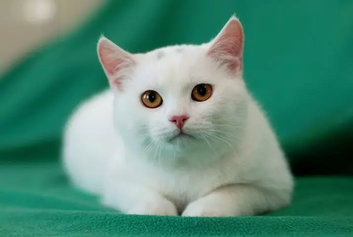 유럽 ​​고양이 (55 사진) : 이런 품종의 고양이는 쇼트 헤어 또는 셀틱이라고 불렀습니까? 부드러운 머리 동물과 공통 색의 성격에 대한 설명 22528_8