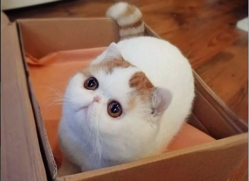 Snapy Cats (24 foto's): Waarom worden de katten van dit ras populair? Beschrijving van de aard en kenmerken van de inhoud van een exotische Japanse kat 22529_12