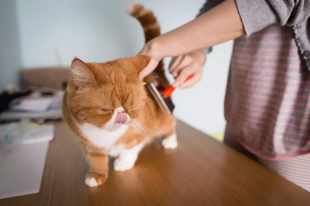 گربه Snapy (24 عکس): چرا گربه های این نژاد محبوب می شوند؟ شرح طبیعت و ویژگی های محتوای یک گربه ژاپنی عجیب و غریب 22529_15