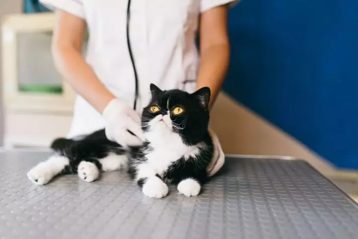 Snapy Kass (24 fotot): Miks on selle tõu kassid populaarseks? Eksootilise Jaapani kassi sisu laad ja omaduste kirjeldus 22529_18