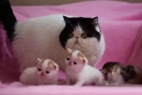 Snapy Cats (24 fotoj): Kial la katoj de ĉi tiu raso fariĝas popularaj? Priskribo de la naturo kaj trajtoj de la enhavo de ekzota japana kato 22529_19
