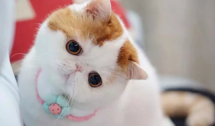 Snapy Cats (24 billeder): Hvorfor har kattene i denne race blive populær? Beskrivelse af naturen og funktionerne i indholdet af en eksotisk japansk kat 22529_2