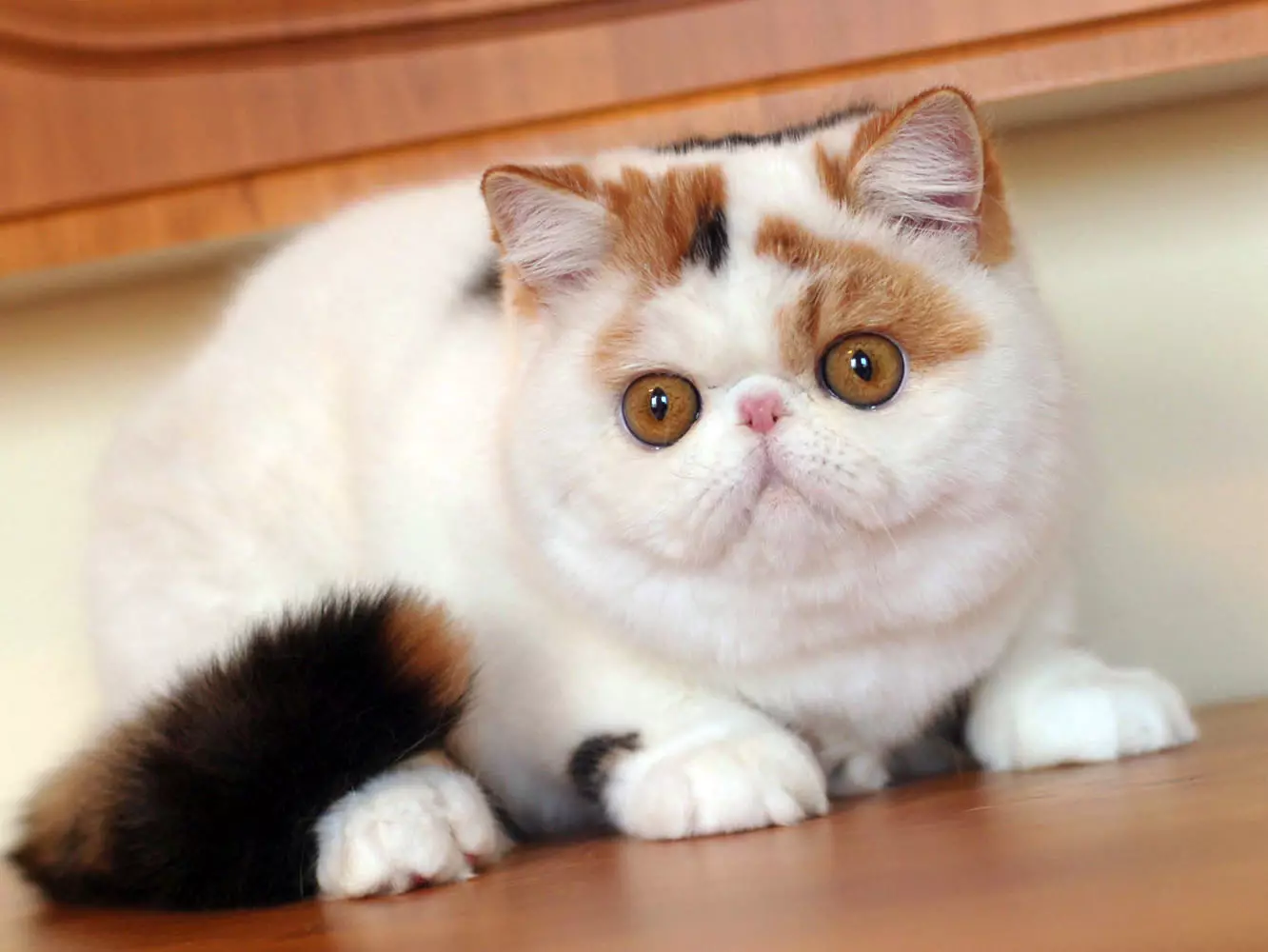 Snapy kaķi (24 fotoattēli): Kāpēc šīs šķirnes kaķi kļūst populāri? Eksotiskā japāņu kaķa satura dabas un iezīmju apraksts 22529_22