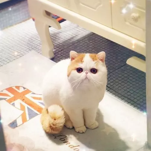 Snapy MATS (24 зураг): Яагаад энэ үүлдрийн муур яагаад алдартай вэ? Японы экзотик муурны агуулгын мөн чанар, онцлог шинж чанар 22529_23