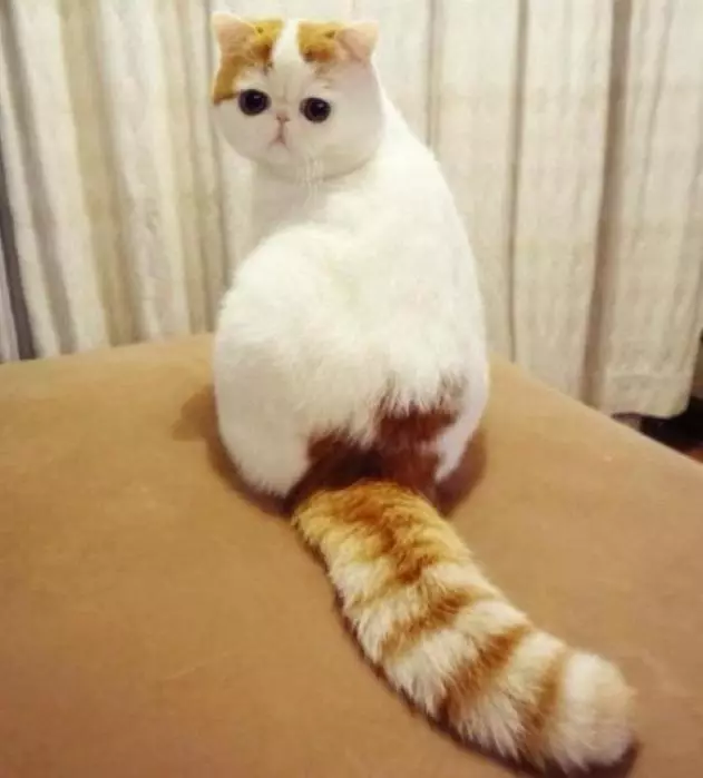 Snapy котки (24 снимки): Защо котките от тази порода станали популярни? Описание на характера и се отличава от съдържанието на екзотичен японски котка 22529_24