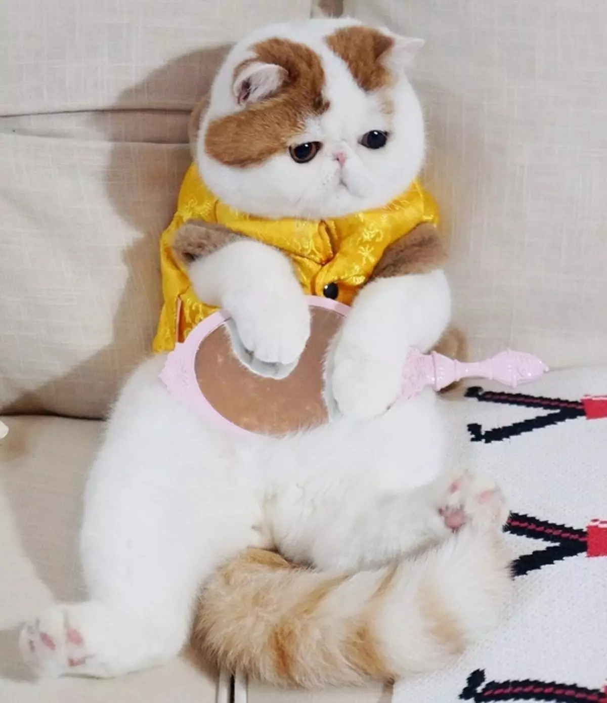 Snapy MATS (24 зураг): Яагаад энэ үүлдрийн муур яагаад алдартай вэ? Японы экзотик муурны агуулгын мөн чанар, онцлог шинж чанар 22529_4