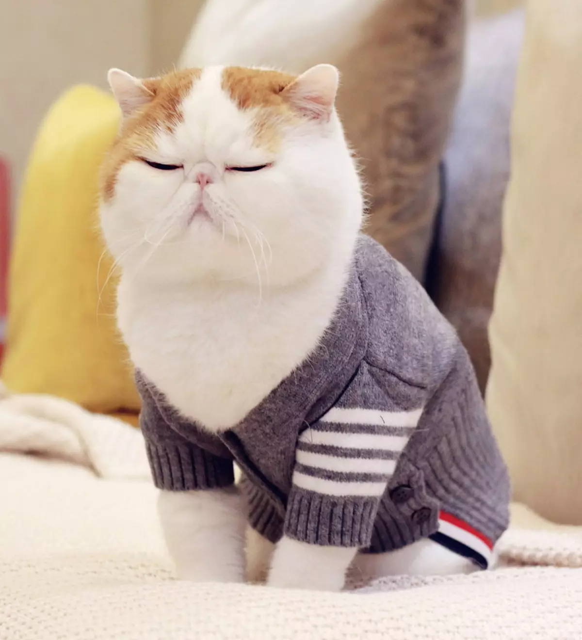 Snapy Cats（24張）：為什麼這種品種的貓變得流行？異國情調日本貓的性質和特徵的描述 22529_5