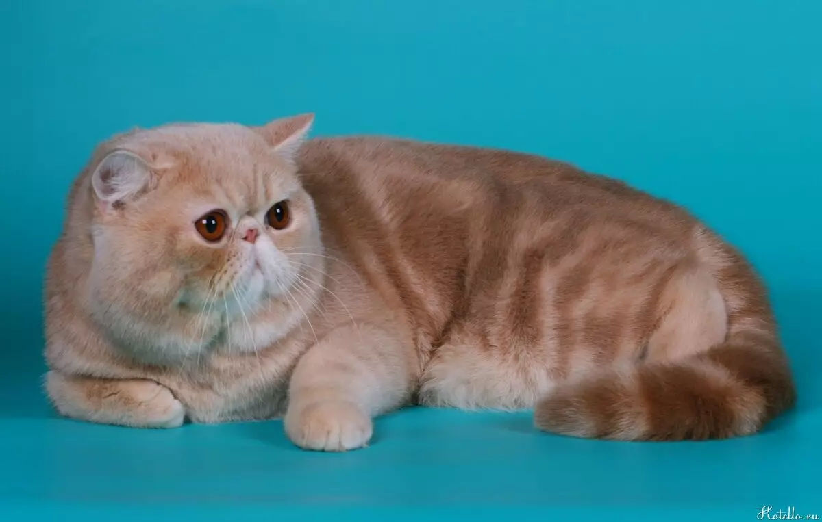 Snapy Cats (24 foto's): Waarom worden de katten van dit ras populair? Beschrijving van de aard en kenmerken van de inhoud van een exotische Japanse kat 22529_7