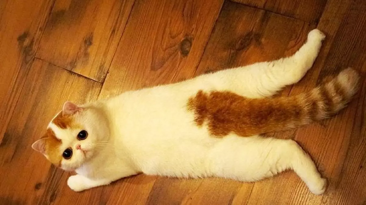 Snapy котки (24 снимки): Защо котките от тази порода станали популярни? Описание на характера и се отличава от съдържанието на екзотичен японски котка 22529_8