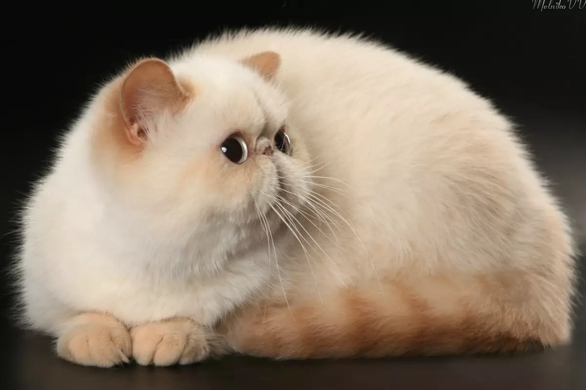 Snapy Cats（24張）：為什麼這種品種的貓變得流行？異國情調日本貓的性質和特徵的描述 22529_9