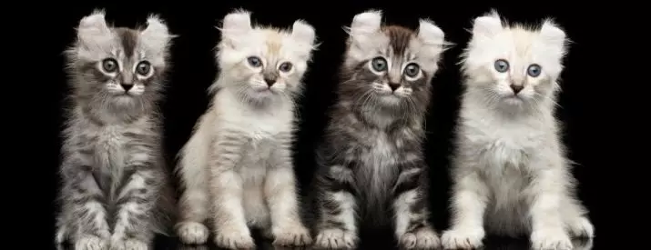 American Cats (42 Photos): Smooth-haired, short-haired and other breeds of cats. Paglalarawan ng character ng itim na mga kuting at pusa ng iba pang mga kulay 22531_11