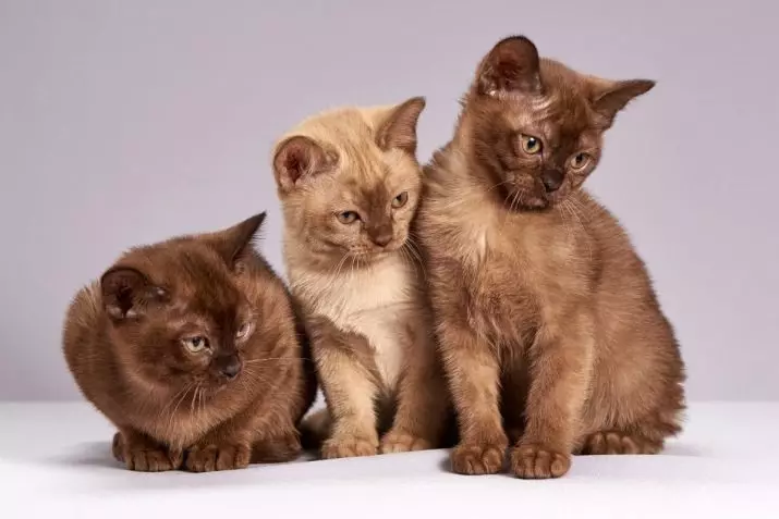 American Cats (42 Photos): Smooth-haired, short-haired and other breeds of cats. Paglalarawan ng character ng itim na mga kuting at pusa ng iba pang mga kulay 22531_23