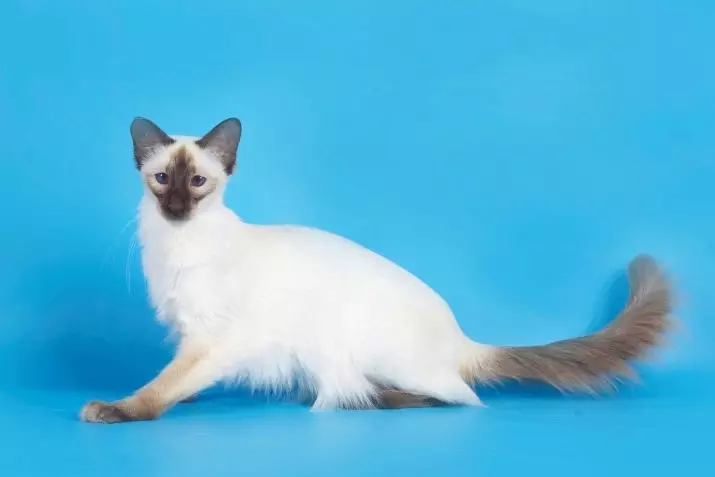 American Cats (42 Photos): Smooth-haired, short-haired and other breeds of cats. Paglalarawan ng character ng itim na mga kuting at pusa ng iba pang mga kulay 22531_27