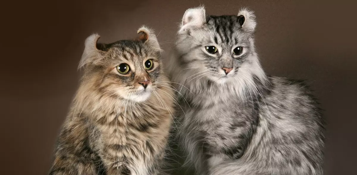American Cats (42 Photos): Smooth-haired, short-haired and other breeds of cats. Paglalarawan ng character ng itim na mga kuting at pusa ng iba pang mga kulay 22531_4