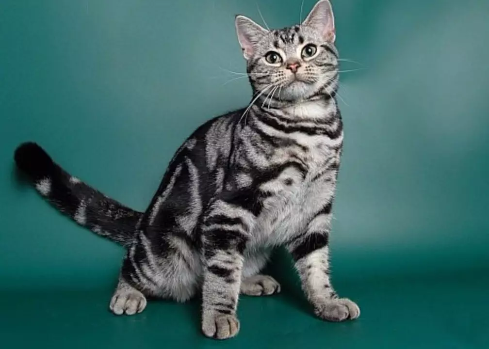 American Cats (42 Photos): Smooth-haired, short-haired and other breeds of cats. Paglalarawan ng character ng itim na mga kuting at pusa ng iba pang mga kulay 22531_5